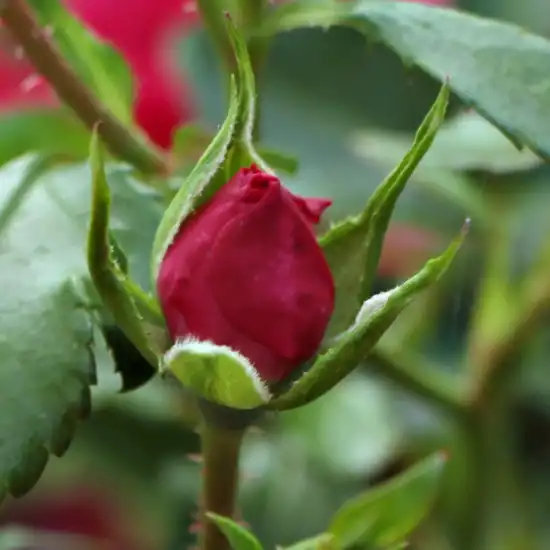 Rosa Vanity - roz - trandafir acoperitor